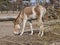 Young kulan in the Korkeasaari Zoo, Helsinki