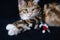 young kurilian bobtail kitten face playing with cats toy