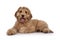 Young Labradoodle dog on white background