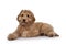 Young Labradoodle dog on white background