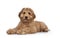 Young Labradoodle dog on white background