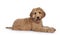 Young Labradoodle dog on white background