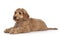 Young Labradoodle dog on white background