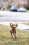 Young labradoodle plays fetch with a tennis ball