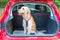 Young labradoodle sitting in the car in the forest