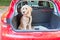 Young labradoodle sitting in the car in the forest