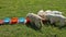 Young labrador puppies gathering at the feeding bowls