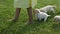 Young labrador puppy dogs following girl feet on the grass