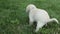 Young labrador puppy pooping in the grass