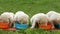 Young labrador retriever puppies eating from their bowls