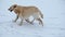 Young labrador retriever teasing her mother running in the snow