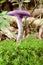 Young Laccaria amethystina growing in moss