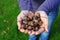 Young lady hands carrying fresh acorns