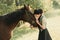 A young lady in a vintage dress, with tenderness and with affection hugs her horse. An ancient, collected hairstyle, a