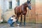 Young lady washing horse hoof by stream of water from a hose