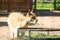 Young lama eating hay