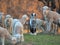 Young Lamb being curious on farm, sunset light