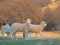 Young Lamb being curious on farm, sunset light