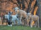 Young Lamb being curious on farm, sunset light