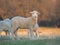 Young Lamb being curious on farm, sunset light