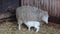 A young lamb drinks milk from her mother