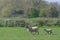 Young lamb follows mother ewe sheep across green field of grass