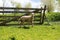 Young Lamb in front of the fence