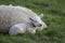 Young lamb laying by mother sheep in a field