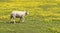 Young lamb in a meadow of yellow flowers