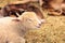 Young lamb sheep rests in a pen on a farm