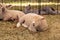 Young lamb sheep rests in a pen on a farm