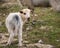 Young lamb standing on a stony pasture in Croatia