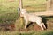 Young Lamb by Sunlit Fence