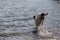 Young landeer playing with a bright orange toy in a lake