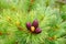 Young larch cone hiding in bright green needles