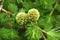 Young larch cones