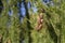 Young larch cones hanging on a tree