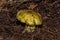 Young large mushroom Tricholoma equestre in pine forest closeup.