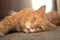 A young large red marble Maine coon cat lies on a gray background