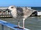 Young Larus marinus standing on pier railing on sunny day