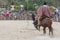 Young Latin Cowboys Chasing A Bull