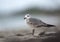 Young Laughing Gull