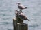 A young laughing gull in the lake