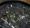 Young lavender  seedlings in dirt