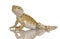 Young Lawson\'s dragon - Pogona henrylawsoni