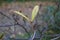 Young leaf bud on a branch