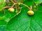 Young leaf and fruit growth on a kiwi vine back lit by spring sunshine. Actinidia Chinensis Planch