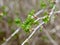 Young Leaf gooseberry