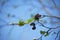 Young leaflets on an alder grow in the early spring. Last year`s alder ear rings.