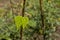 Young leafs of a bean plant on a rusty stake